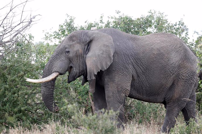 Elefante en una reserva de Tanzania