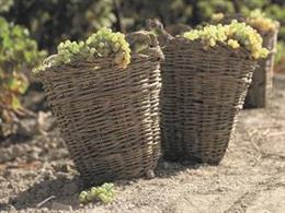 El vino de Jerez y la aceituna de mesa reciben el 56% de los 13,7 millones de Br