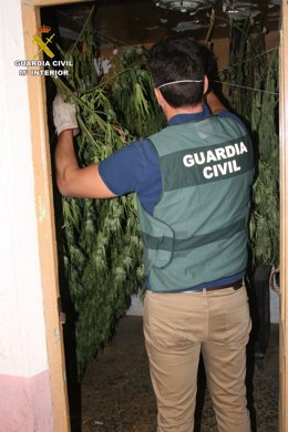 Operación de la Guardia Civil en Cuenca con plantaciones de marihuana.