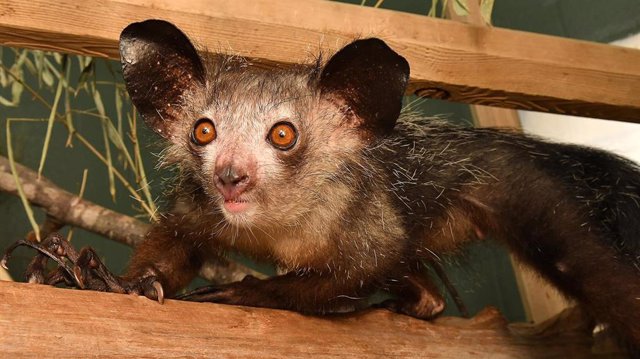 Foto del 'aye-aye' ('Daubentonia madagascariensis'), primate endémico de Madagascar