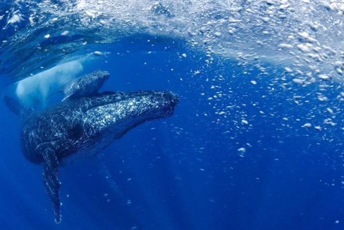 La ballena jorobada resurge de la casi extinción en el Atlántico sur