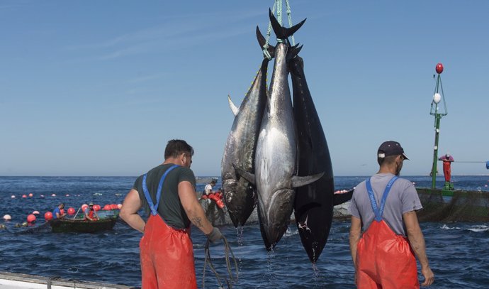 Dos pescadores con varios ejemplares de atún.
