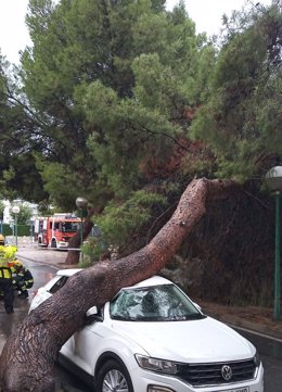 El árbol caído sobre el coche en la calle Anguila.