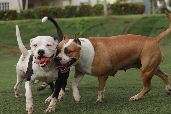 Imagen de archivo de perros de raza pitbull jugando.