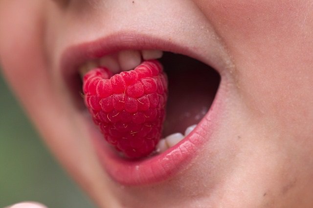 Los científicos revelan cómo las neuronas gustativas controlan la ingesta de ali