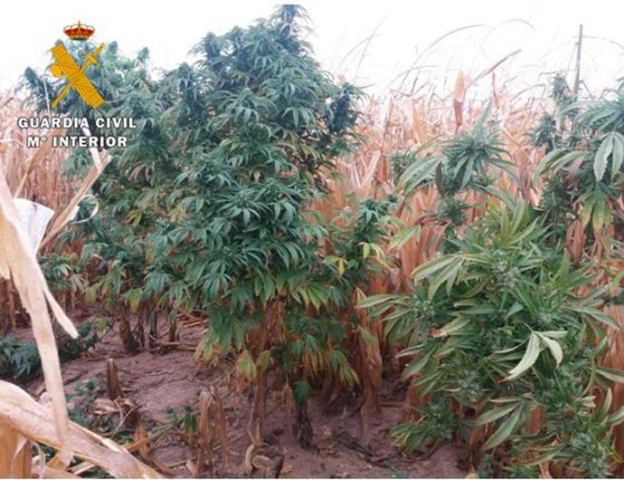 Plantación de marihuana oculta en un maizal.