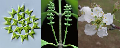 El Arbol Evolutivo Mas Completo Para Las Plantas Verdes