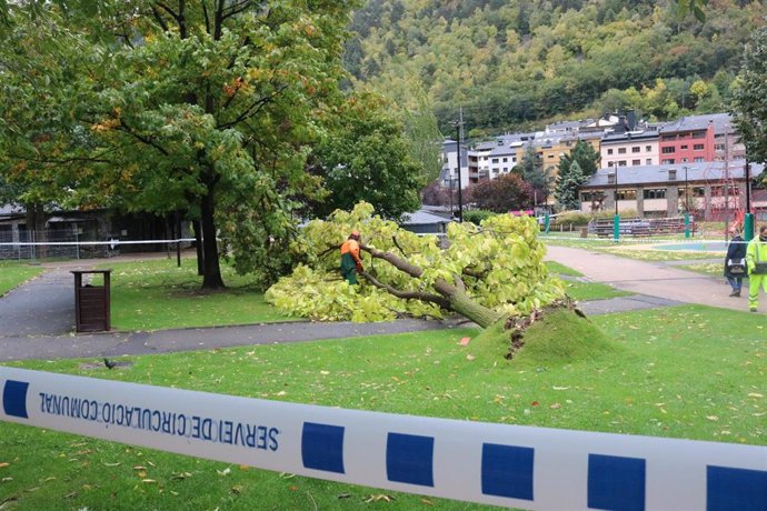 Un operario del Comú de Andorra la Vella (Andorra) trabaja en la retirada de un árbol arrancado por el viento en el Parc Central