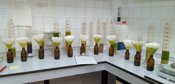 Científicos identifican variedades de olivo con alto contenido en vitamina E