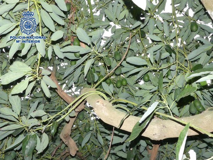 Aguacates intervenidos por la Policía
