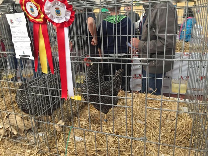 Exposición Avícola de Valderredible