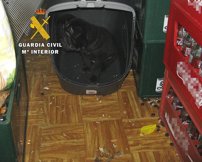 Dos de los perros que se incautaron al propietario de la tienda de animales, en Burgos.