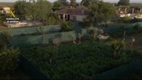 Detenidas siete personas y desmanteladas cuatro plantaciones de marihuana en Carmona (Sevilla)