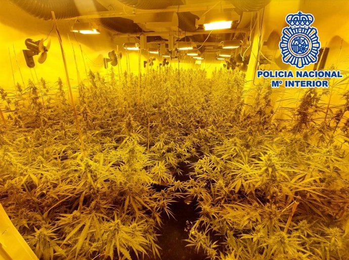 Plantación de marihuana en el sótano de una vivienda de lujo en málaga capital