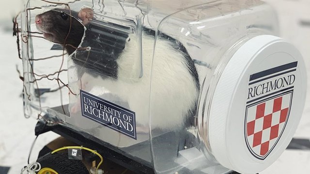 Rata en el automóvil para el ensayo