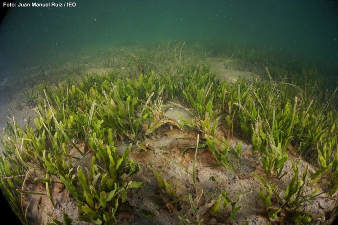 Científicos del IEO investigan el estado actual y posible recuperación de las praderas marinas del Mar Menor 