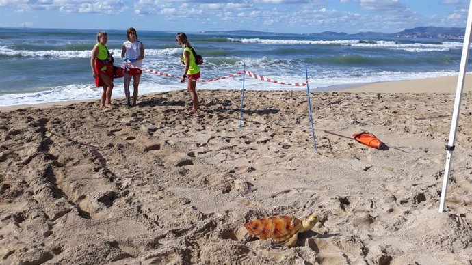 Simulacro de seguimiento de localización de tortuga marina.