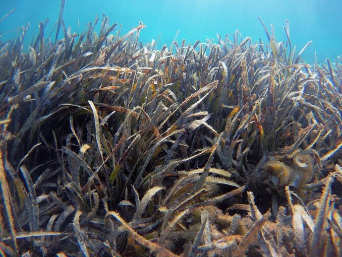 Plantes de 'posidnia ocenica' a la costa mallorquina.