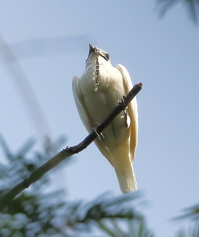Procnias_albus_-_White_bellbird_(male)