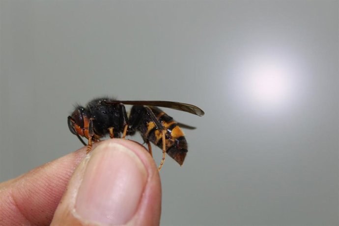 Imagen de una avispa asiática.