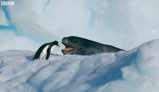 La incansable persecución de una foca leopardo a un pingüino