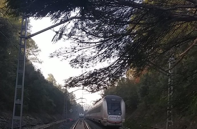 Corte de vía por la tala "intencionada" de un árbol