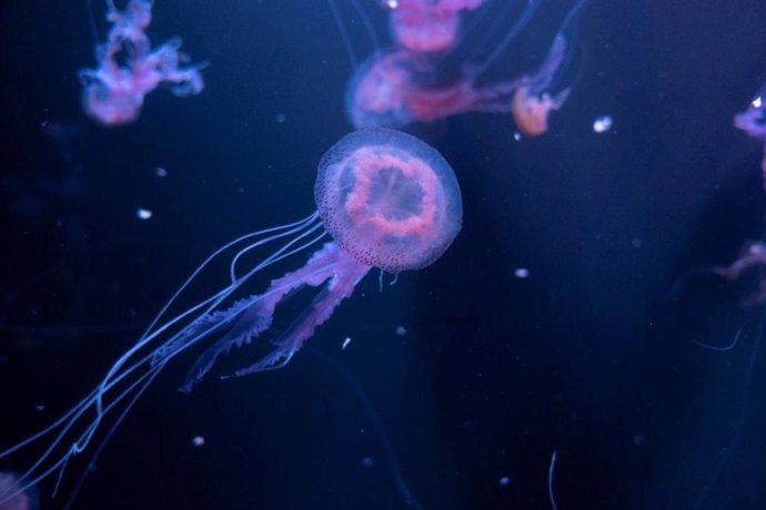 COMUNICADO: El acuario de Loro Parque exhibe 9 especies diferentes de  medusas a