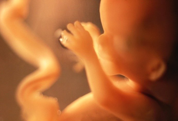 Un estudio muestra que el feto tiene su propio microbioma y que se transmite a l