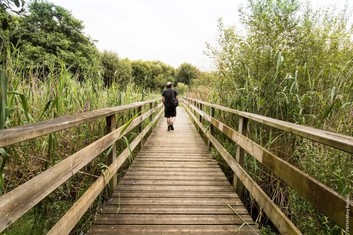    La Fundación Naturaleza y Hombre (FNYH), coordinadora del proyecto LIFE 'Anillo Verde de la Bahía de Santander', ha programado actividades para todo el verano con el objetivo de darlo a conocer tanto entre la población local como a los turistas por m