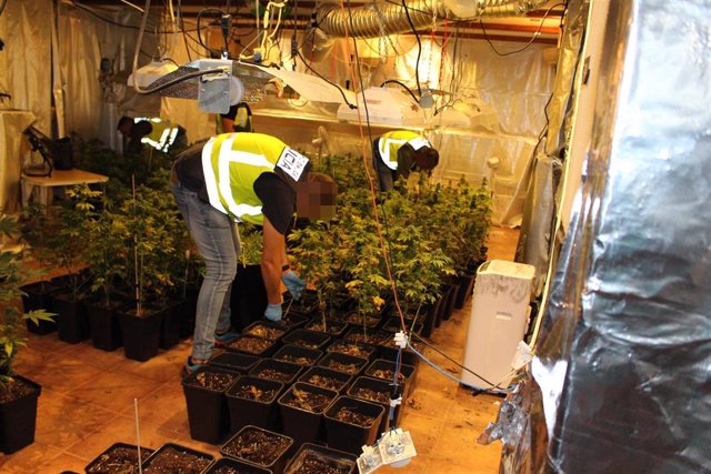 Plantas de marihuana intervenidas en Torrent
