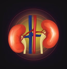 Vector realistic kidneys illustration