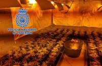 Desmantelado en La Línea (Cádiz) un cultivo con más de 200 plantas de marihuana