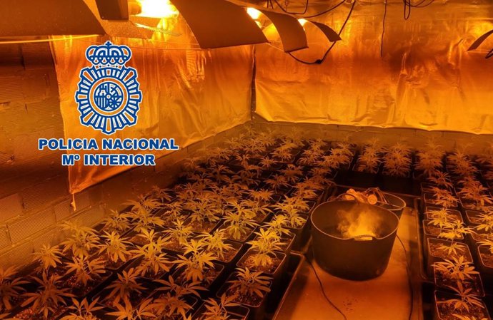 Marihuana intervenida en La Línea de la Concepción (Cádiz)