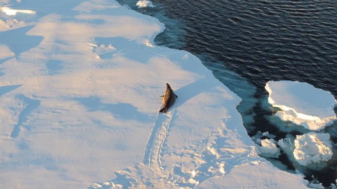 El hielo marino antártico es clave para destara glaciaciones globales