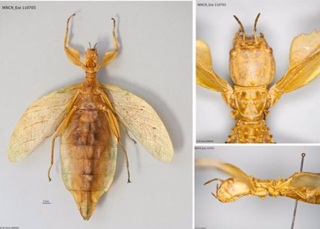 Nuevo insecto llevaba 120 años en el MNCN