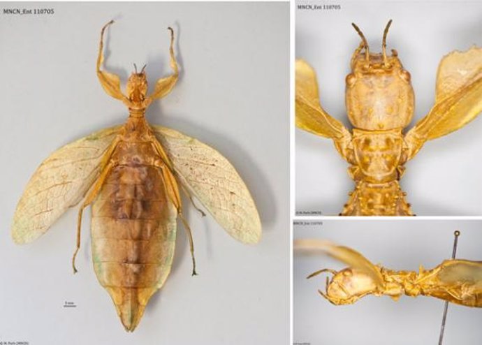 Una nueva especie de insecto llevaba 120 años en el MNCN
