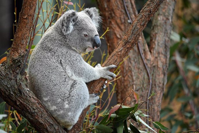 Un koala trepado en un árbol en el Zoológico Taronga.
