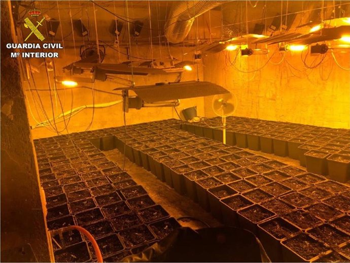 La plantación desmantelada.