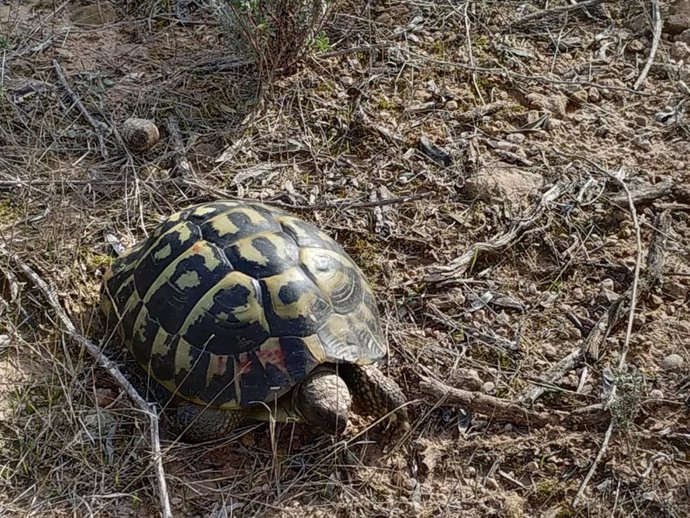 Una de las tortugas liberadas en Bovera
