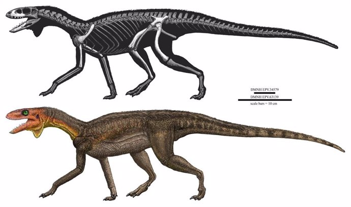 Conoce a Kwanasaurus, un pequeño y temprano pariente de los dinosaurios