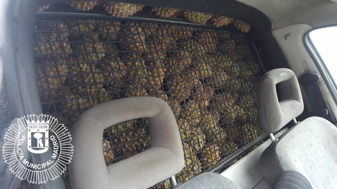 Incautadas dos toneladas de piñas robadas por dos hermanos de varios árboles en parques de Vallecas