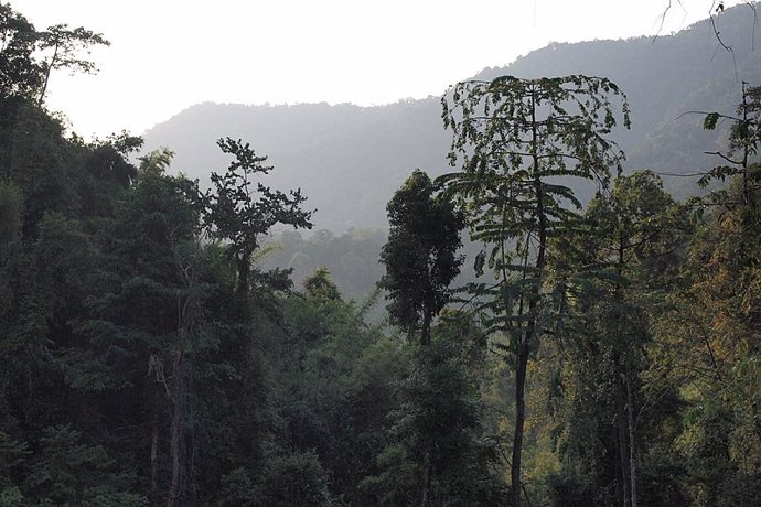 La pérdida de bosque tropical primario dispara su impacto en carbono
