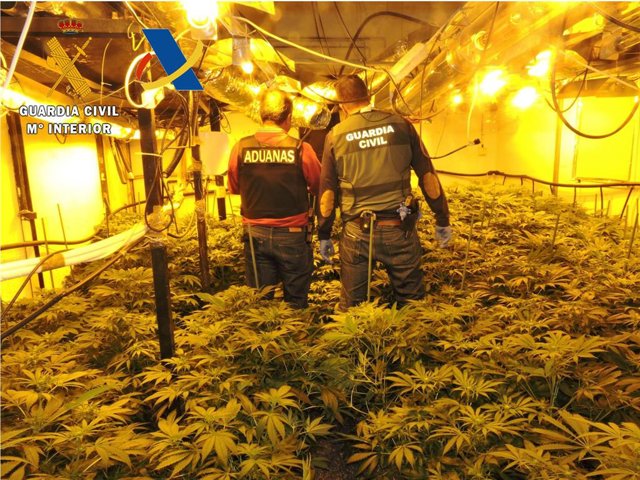 Imagen de recurso de una plantación de marihuana.