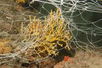 Expertos advierten de que la pesca y la caza submarina destruyen Zonas de Especial Conservación del litoral de Granada