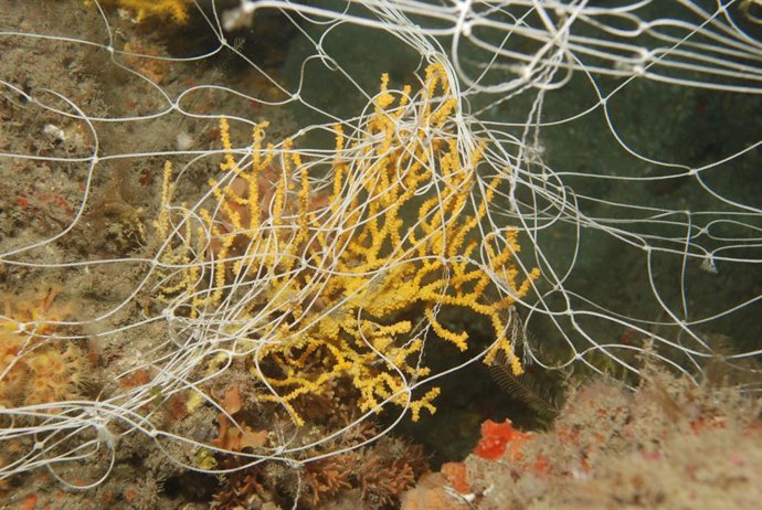 Granada.- Científicos advierten de que la pesca y la caza submarina destruyen Zo