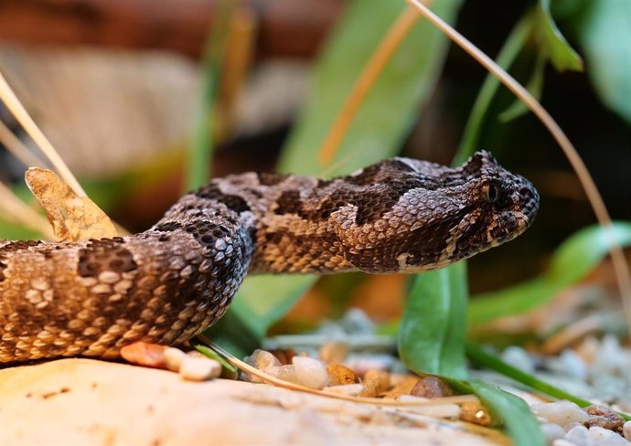 Uno de los ejemplares de la víbora roja de Terra Natura.