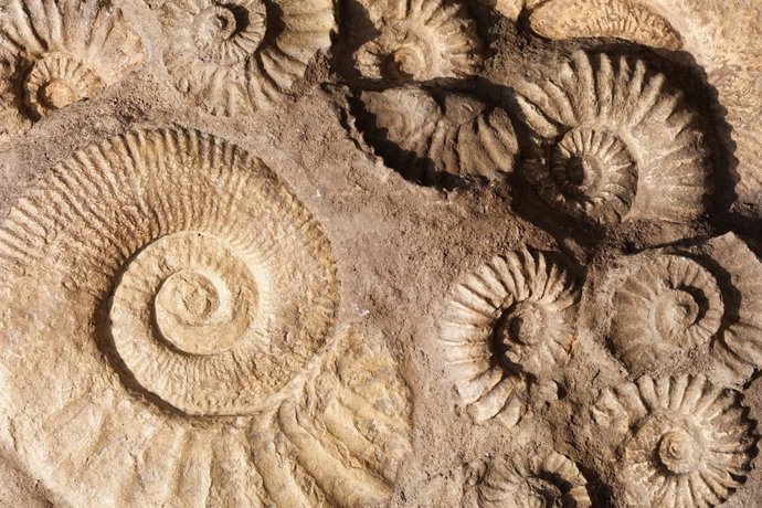 Nuevo proceso ilustra cómo se formaron los primeros fósiles