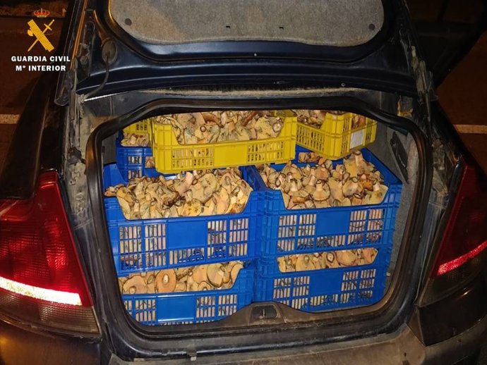 Los rebollones eran transportados en una turismi