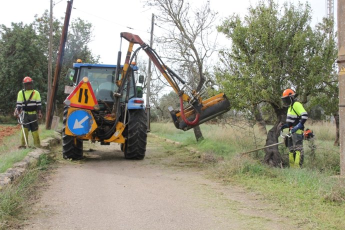 El área de Infraestructuras y Accesibilidad del Ayuntamiento de Palma ha finalizado este jueves los trabajos de limpieza de los caminos que conectan con los cementerios de la ciudad.