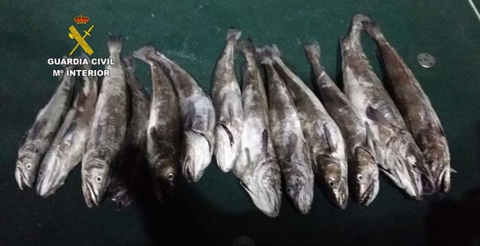 Sucesos.- Denuncian a tres pescadores deportivos por pescar 52,800 kilos de merl